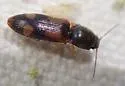 Athous opilinus - photo 4