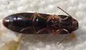 Athous opilinus - photo 5