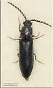 Athous productus - photo 4