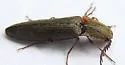 Athous productus - photo 5
