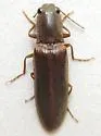 Athous rufiventris