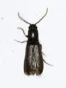 Athous rufiventris - photo 2