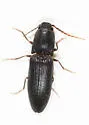 Athous rufiventris - photo 3