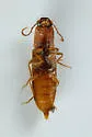 Athous rufiventris - photo 4