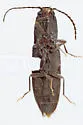 Athous rufiventris - photo 5
