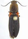 Athous scapularis - Athous scapularis