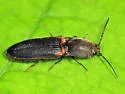 Athous scapularis - photo 2