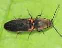 Athous scapularis - photo 3