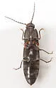 Athous scapularis - photo 4