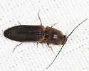 Athous scapularis - photo 5