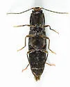 Athous scissus - Athous scissus