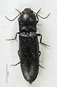 Athous scissus - photo 3