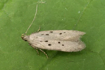 Athrips mouffetella