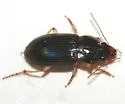 Athrostictus punctatulus - photo 2