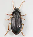 Athrostictus punctatulus - photo 3