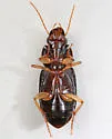 Athrostictus punctatulus - photo 4