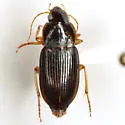 Athrostictus punctatulus - photo 5