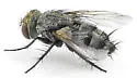 Athrycia cinerea - Athrycia cinerea