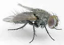 Athrycia cinerea - photo 2