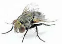 Athrycia cinerea - photo 3