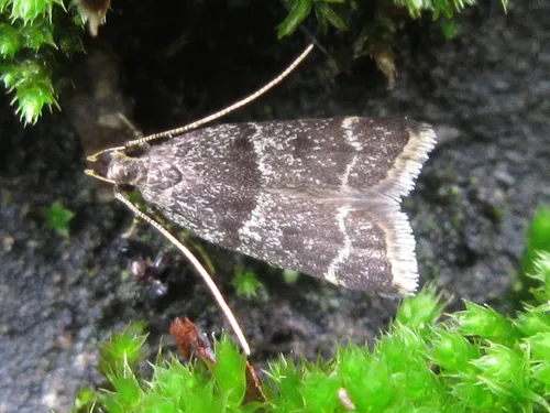 Athymoris martialis