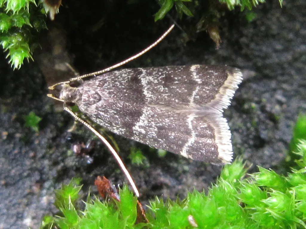 Athymoris martialis - photo 2