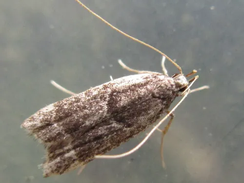 Athymoris martialis - photo 5