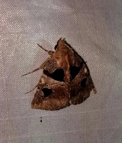 Athyrma ganglio - Hodges#8583.1 - Athyrma ganglio