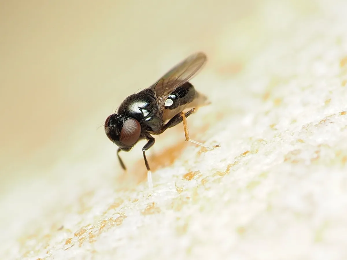 Athyroglossa glaphyropus - photo 2