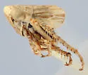 Athysanella castor
