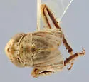 Athysanella castor - photo 2