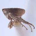 Athysanella ectopa