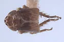 Athysanella ectopa - photo 2