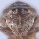 Athysanella ectopa - photo 3