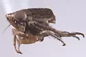 Athysanella expulsa
