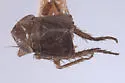 Athysanella expulsa - photo 2