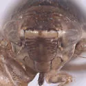 Athysanella expulsa - photo 3