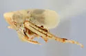 Athysanella hyperoche