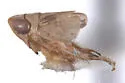 Athysanella krameri