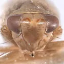 Athysanella krameri - photo 3