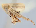 Athysanella lemhi