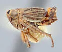 Athysanella longicauda