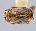 Athysanella longicauda - photo 2