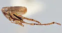 Athysanella macleani