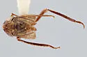 Athysanella macleani - photo 2