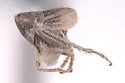 Athysanella nielsoni