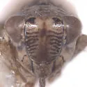 Athysanella nielsoni - photo 3