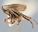 Athysanella occidentalis