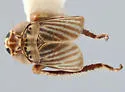 Athysanella occidentalis - photo 2