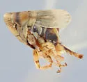 Athysanella repulsa